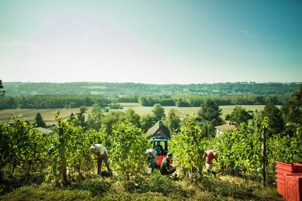 Vendanges