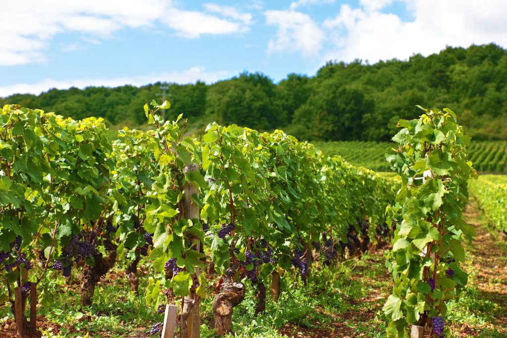 grape harvest