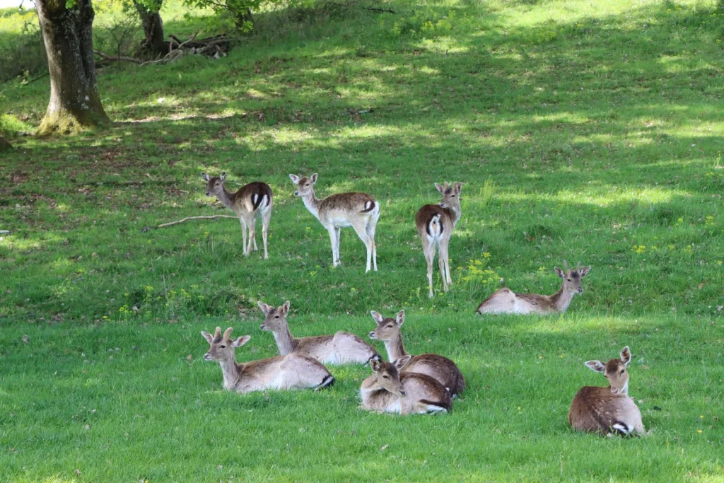Balade au parc ludogaia pour une escapade en famille autour de Morestel