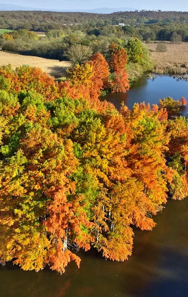 Pourquoi il est interdit de visiter les cyprès chauves à saint-baudille-de-la-tour (étang de Boulieu) en automne