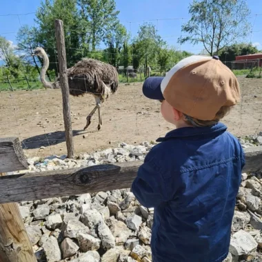 Observation des autruches pendant une visite commentée de la ferme pédagogique du Père Louis