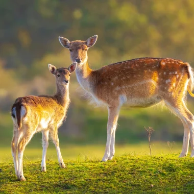 Accueil – Les Balcons du Dauphiné, vos vacances en Isère !