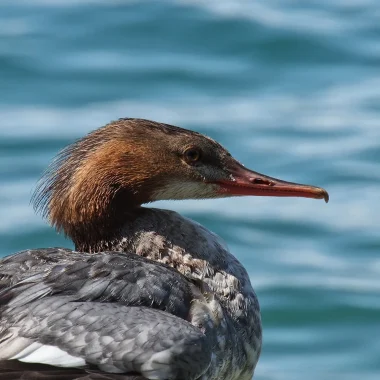 Accueil – Les Balcons du Dauphiné, vos vacances en Isère !