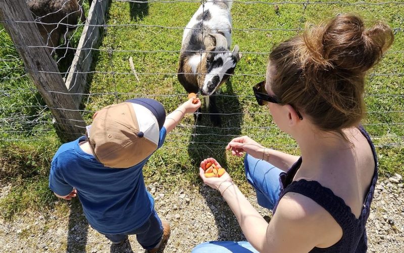 Escapade en famille autour de Morestel : visite de la ferme pédagogique du Père Louis à Vézeronce-Curtin