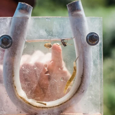 Animations ENS et sorties nature (Lo Parvi, communauté de communes…)