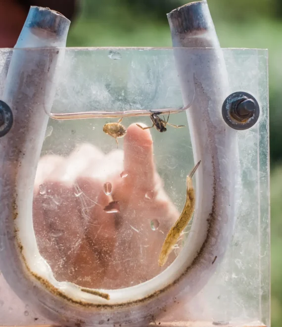 Animations ENS et sorties nature (Lo Parvi, communauté de communes…)