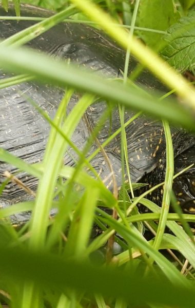Les espèces emblématiques des Balcons du Dauphiné